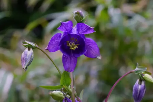 [B7013] Aquilegia Alpina - P9 - ORG