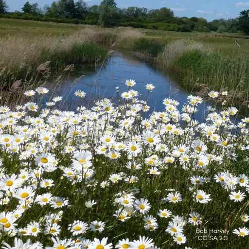 [B7014] Leucanthemum Vulgare - P9 - ORG