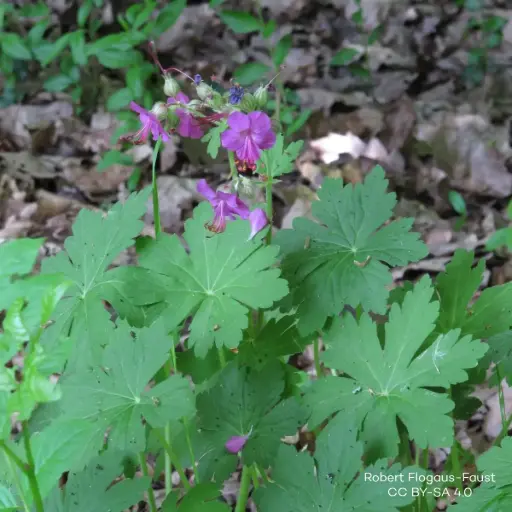 [B7015] Geranium Macrorrhizum - Cranebsill - Compact - ORG