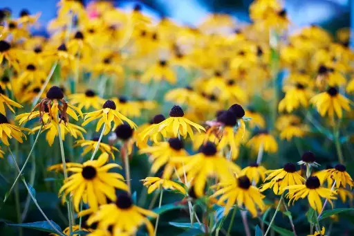 [B7016] Rudbeckia Goldsturm - Compact  - ORG