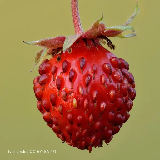 [B7018] Fragaria Vesca - P9 - ORG