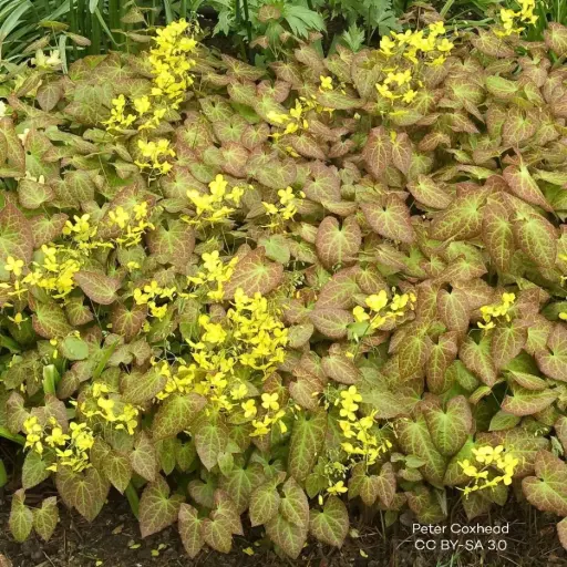 [B7020] Epimedium perralc. Frohnleiten - P9 - ORG