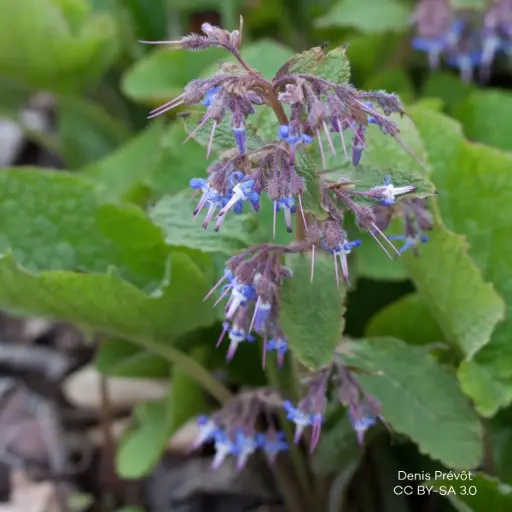 [B7022] Trachystemon Orientalis - P9 - ORG