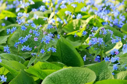 [X7023] Brunnera Macrophylla - Compact - ORG