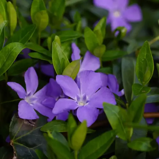 [B7024] Vinca Minor - Compact - ORG