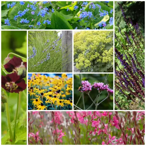 [B8906] Buzzing Flower Border - ORG