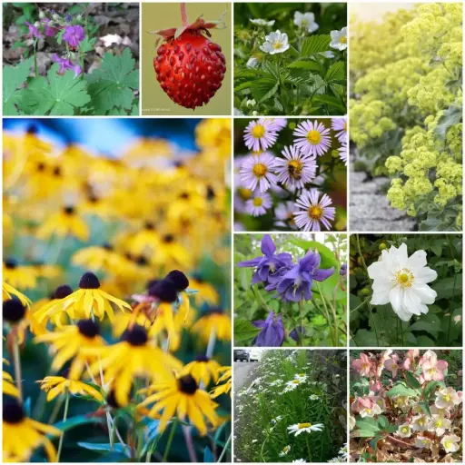 [B7903-BP] Perennial package for partial shade 4 m² - ORG