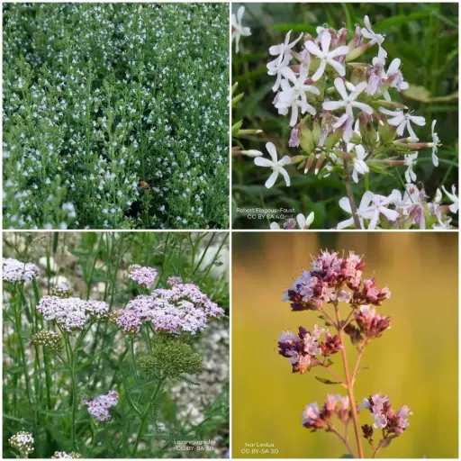 [B7900-BP] Perennial package for Sun 1 m² - ORG