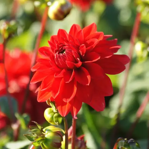 [B1002] Dahlia Decorative Red - ORG