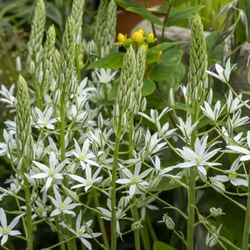 [A9079] Ornithogalum ponticum Sochi - ORG