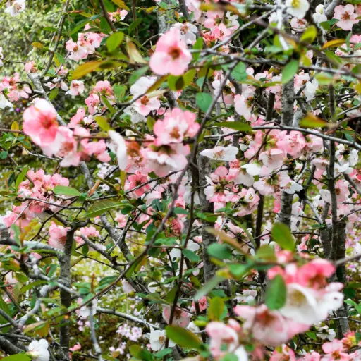[F1025] Chinese Flowering Quince - Chaenomeles cathayensis - Royal - ORG