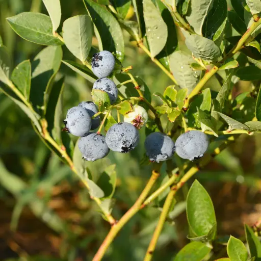 [F1034] Duke Highbush Blueberry - Generous - ORG