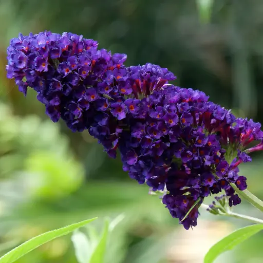 [X8098] Buddleja Black Knight - Butterfly Bush - Royal - ORG