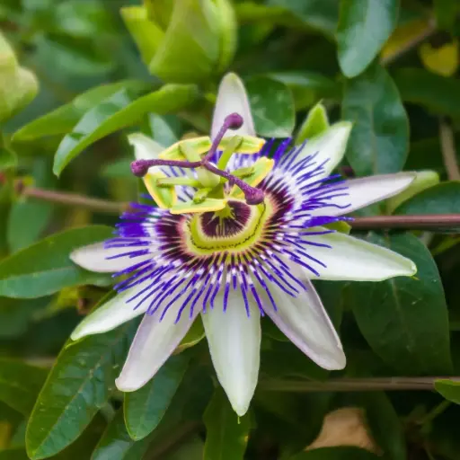 [X8409] Passion Vine - Passiflora Caerulea - Royal - ORG