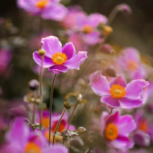 [X7029] Anemone Splendens - Compact - ORG