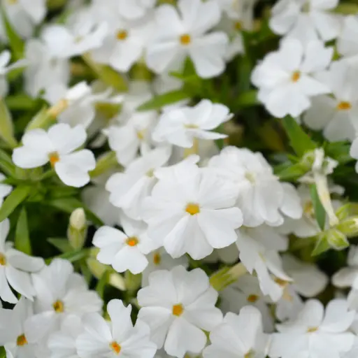 [B7043] Creeping Phlox - Phlox sub. White Delight - Compact - ORG