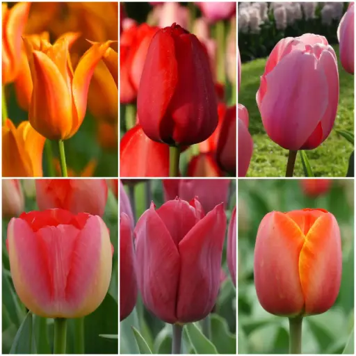 [AC99004-V2] Collection Tall Tulips V2 - ORG