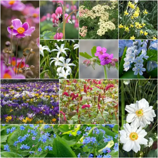 [AC99104] 3 Seasons of Flowers – Part Shade – Organic