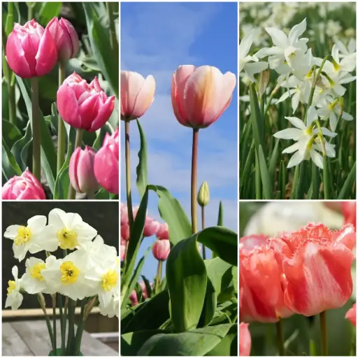 [AC99069-V2] Cut flower garden V2 - ORG