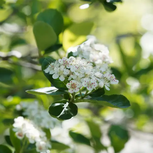 [F1036] Aronia prunifolia Viking - Chokeberry - Generous - ORG