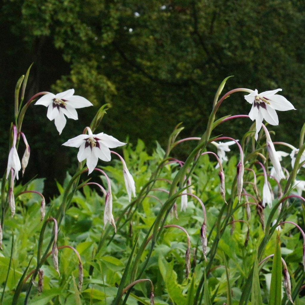 Acidanthera ORG Natural Bulbs EU
