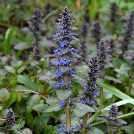 [X8004] Ajuga Reptans - ORG