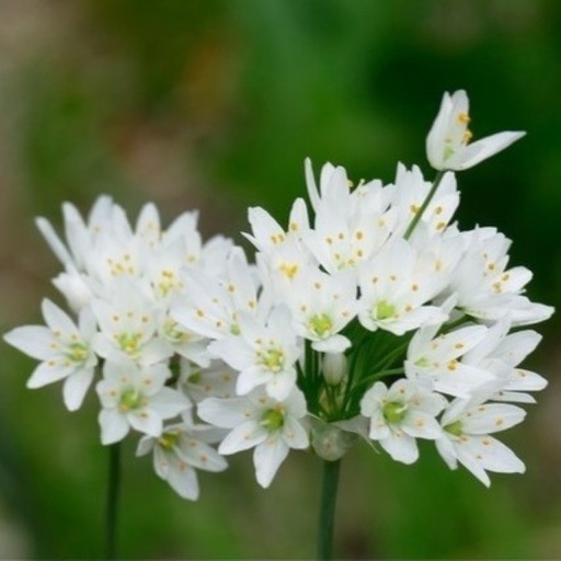 [A9036] Allium Cowanii - Naples Garlic - ORG