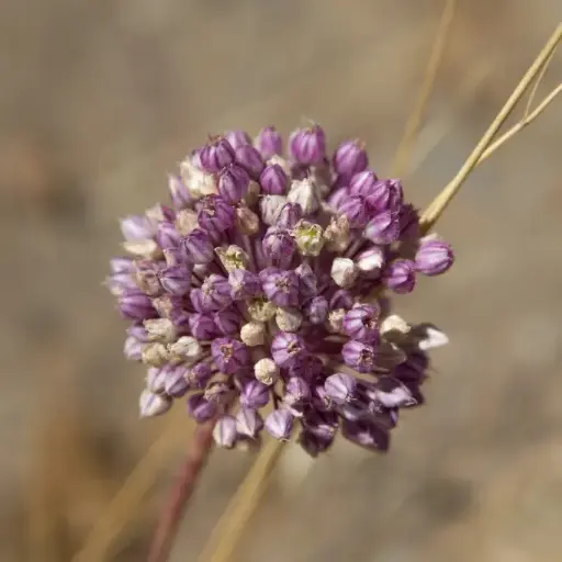 [A9062] Allium Ping Pong - ORG