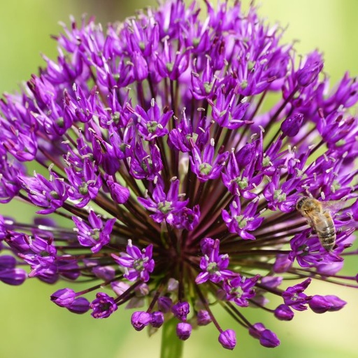 [A9006] Allium Purple Sensation - ORG