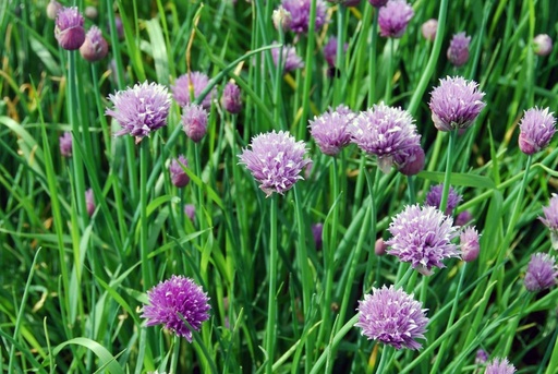 [B8045] Allium schoenoprasum- ORG