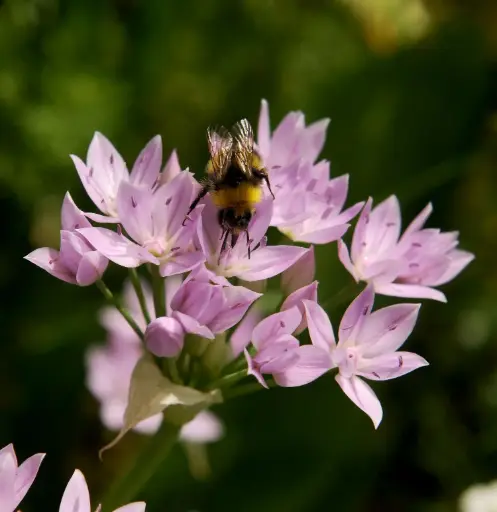 [A9008] Allium unifolium - One-Leaf Onion - ORG