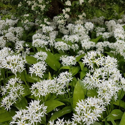 [B8046] Wild Garlic - Allium Ursinum - ORG