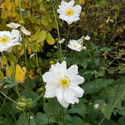 [X8005] Anemone Honorine Jobert - ORG