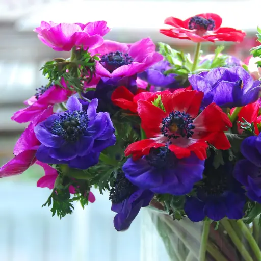 [B9036] Anemone de Caen - ORG 