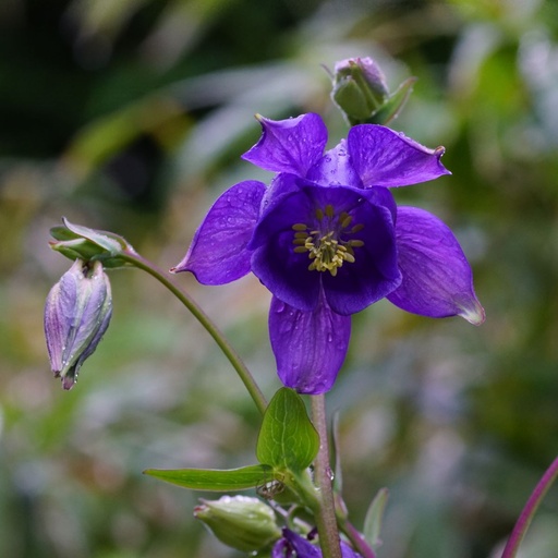 [X8007] Aquilegia Vulgaris - ORG