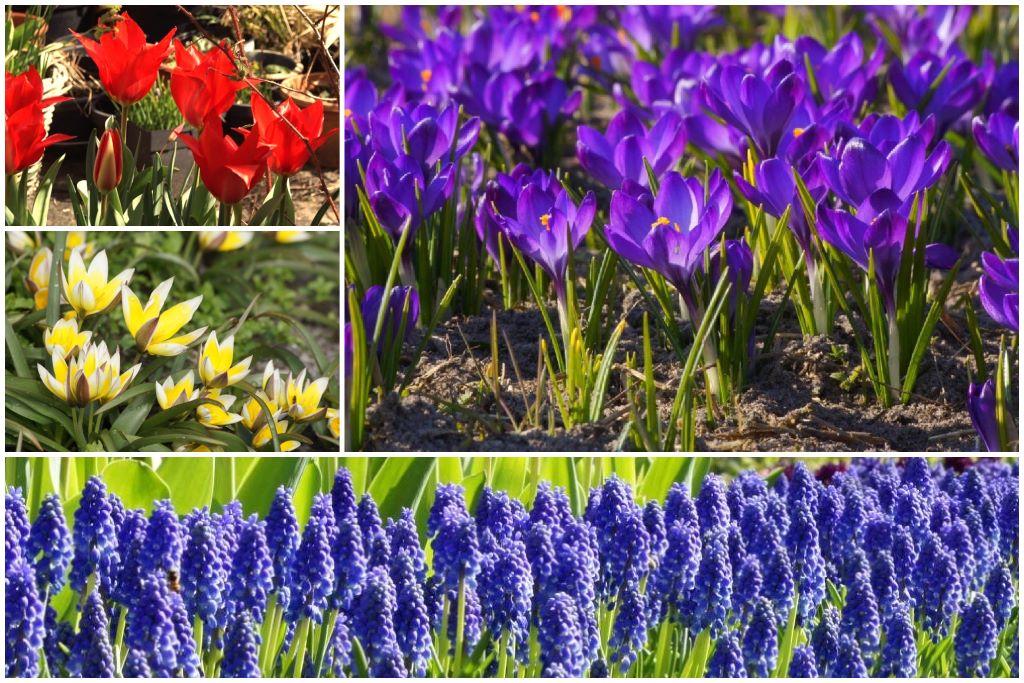 [AM99003] Beebag Organic Flower Bulbs - ORG