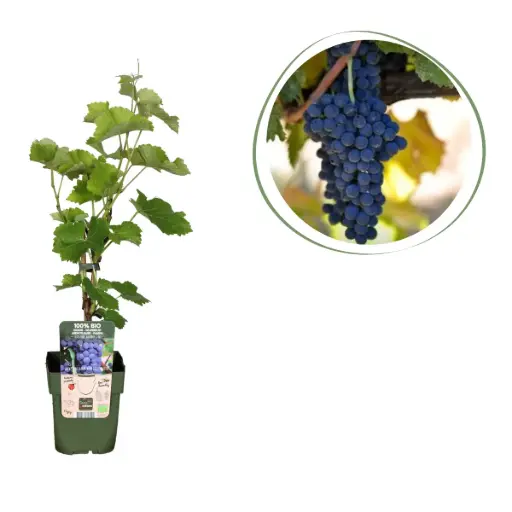 [F1013] Blue Grape Vine - ORG