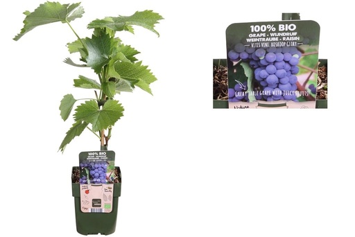[F1013] Blue Grape Vine - ORG
