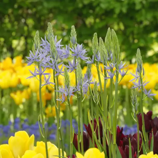 [A9005] Camassia Cusickii - ORG