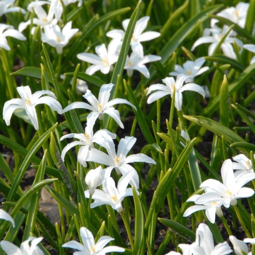 [A9021] Chionodoxa Alba - Glory of the Snow - ORG