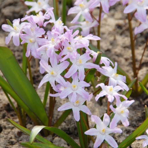 [A9020] Chionodoxa Pink Giant - Glory of the Snow - ORG