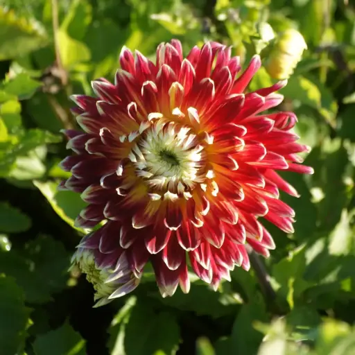 [B1034] Dahlia Akita - BIO