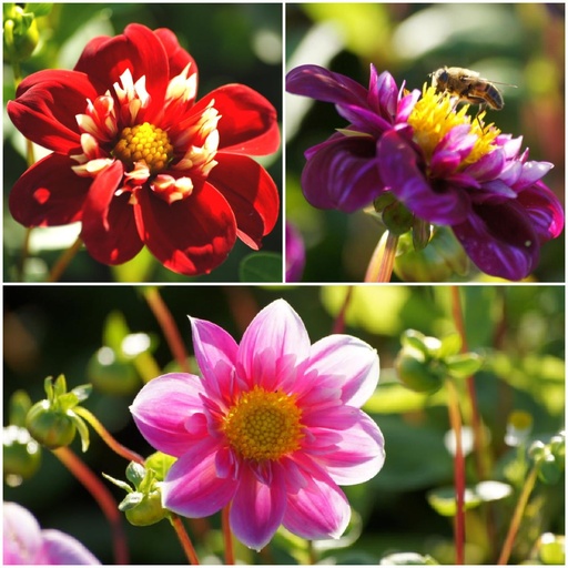 [B1092] Dahlia Bee Mix Pink-Red 4 ST - ORG