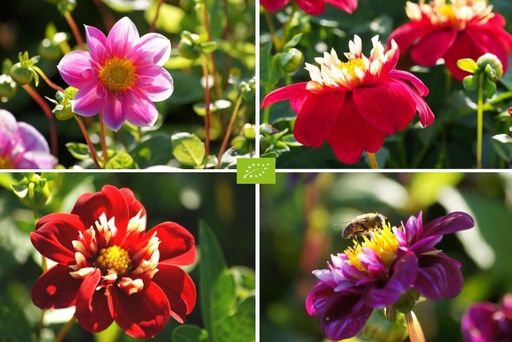 [B1092] Dahlia Bee Mix Red-Pink 4 ST - ORG