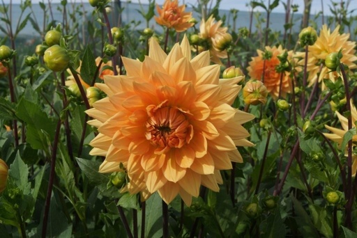 [B1007] Dahlia Glorie van Noordwijk - ORG