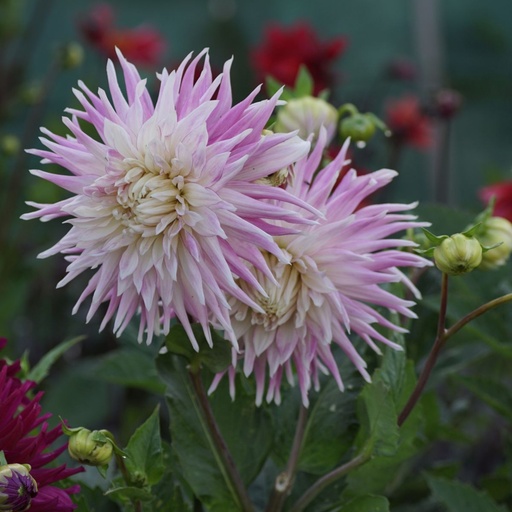[B1010] Dahlia Kiev - ORG