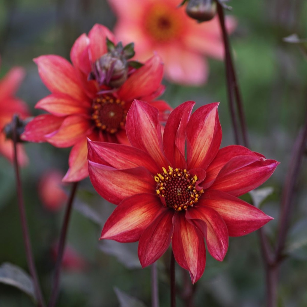 Dahlia Waltzing Mathilda -tm- - ORG | Natural Bulbs EU