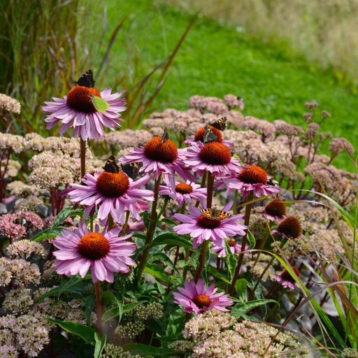 [X8011] Echinacea Purpurea Magnus - ORG