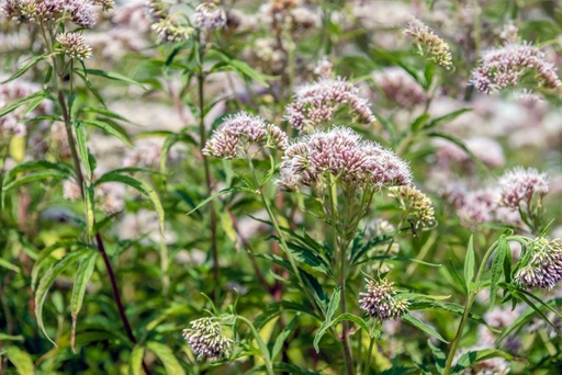 [X8049] Eupatorium Cannabinum - ORG