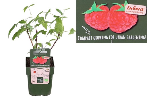 [F1006] Raspberry Sweet Sister bush - ORG